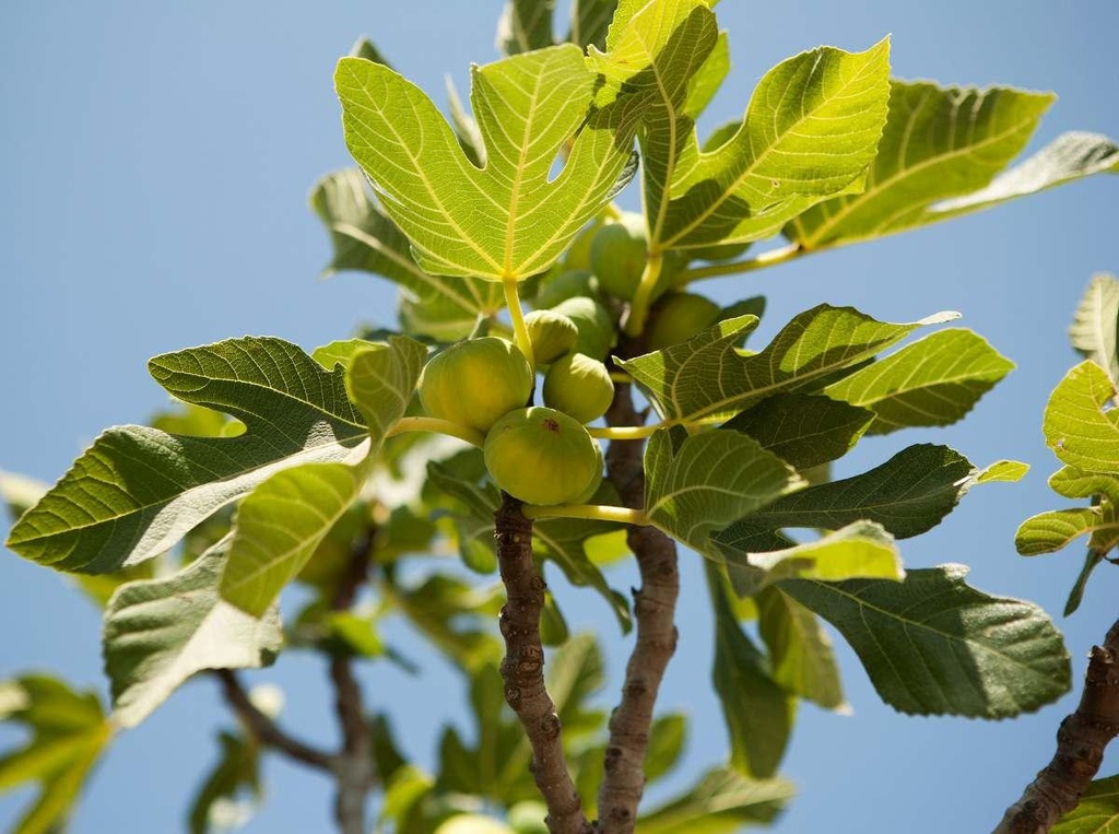 Fig tree