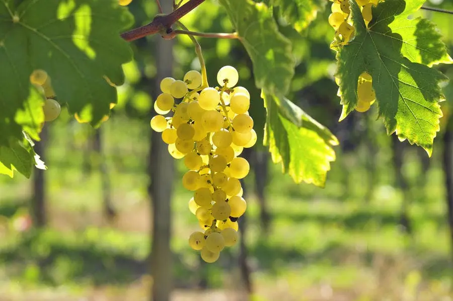 Grape tree