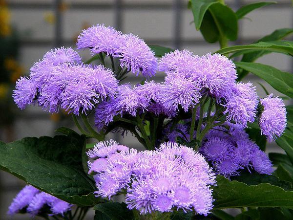 Ageratum