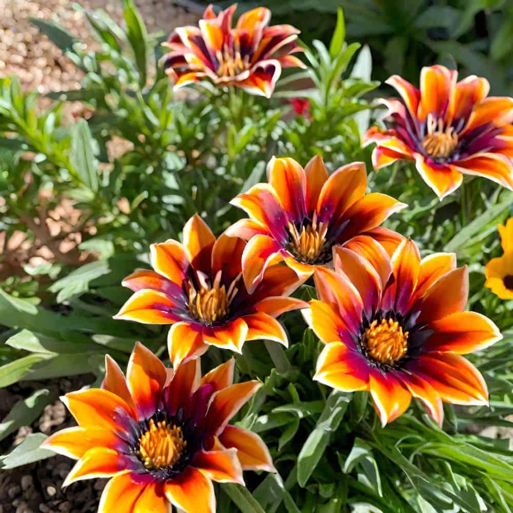 Gazania