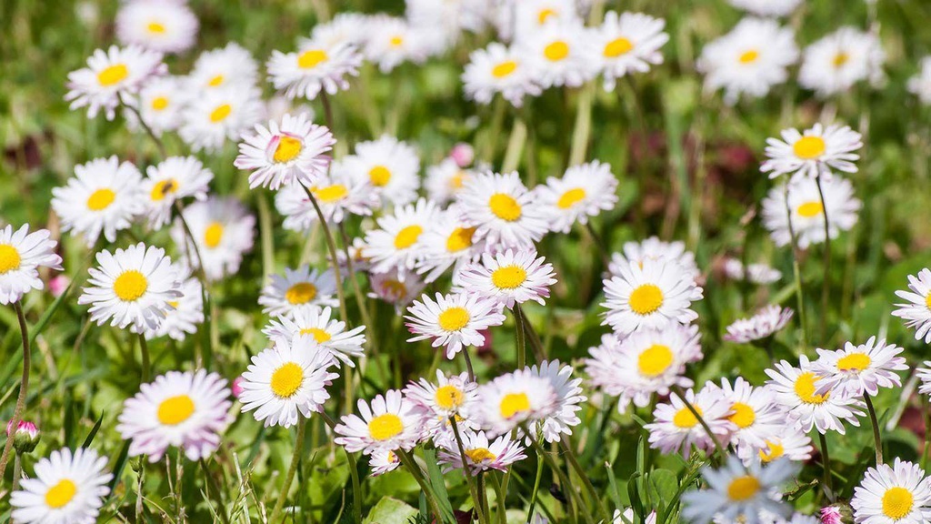 Daisy