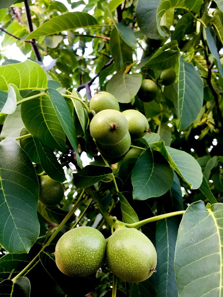 Walnut tree