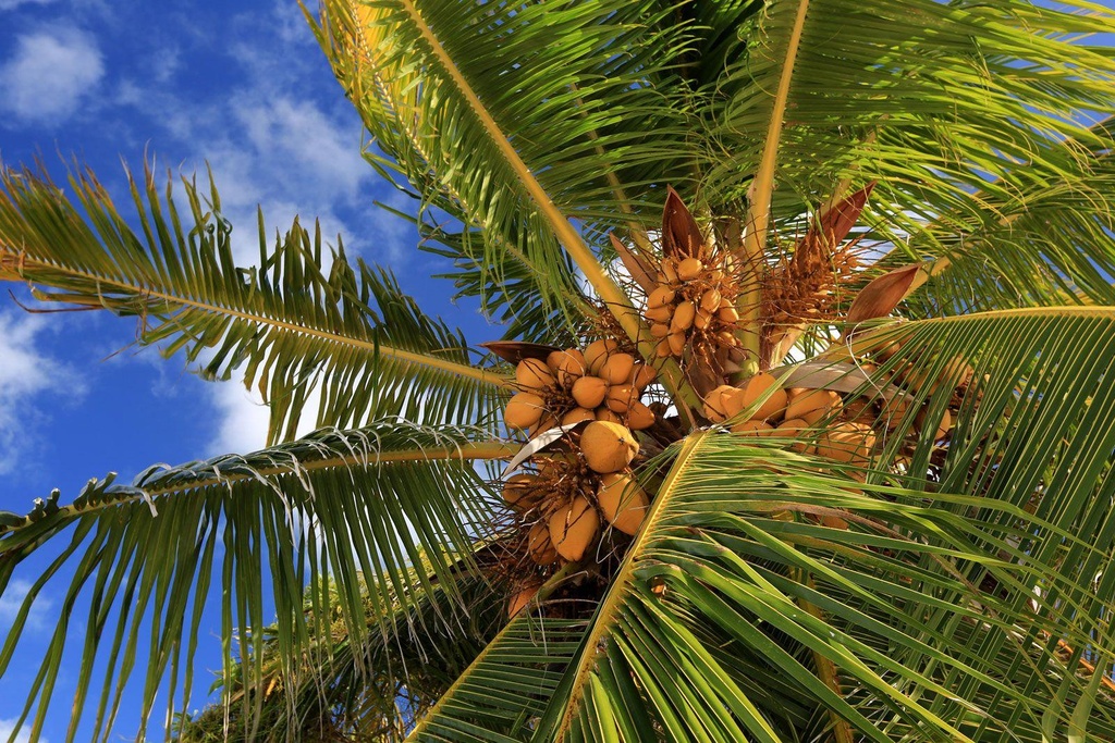 Cocos