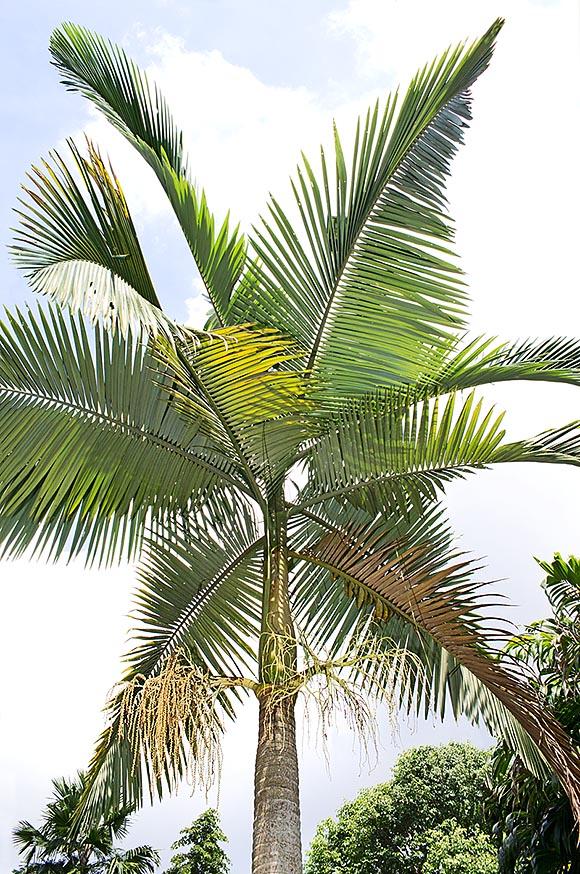 Arconthophoenix