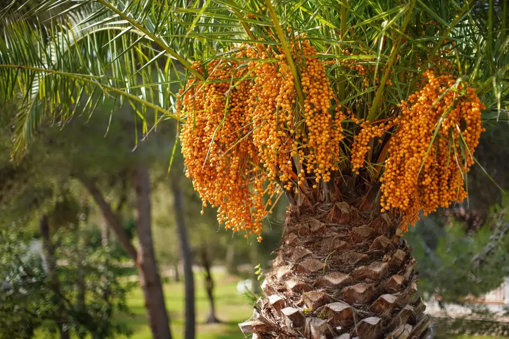 Butia
