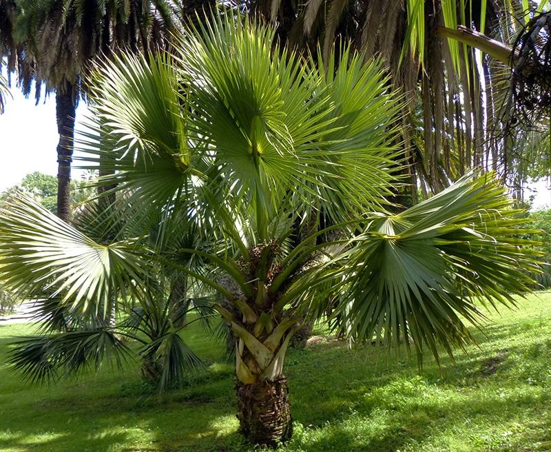 Sabal