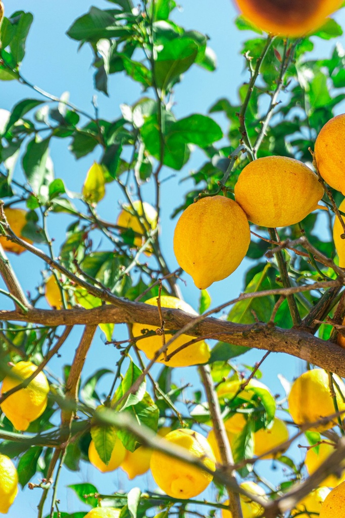 Lemon tree
