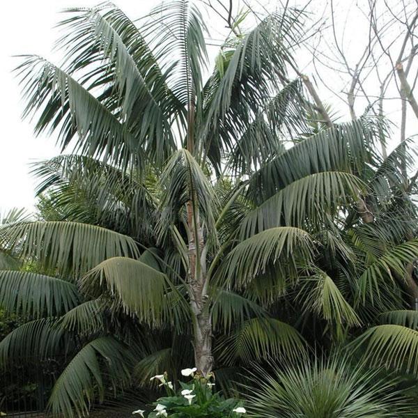 Kentia 