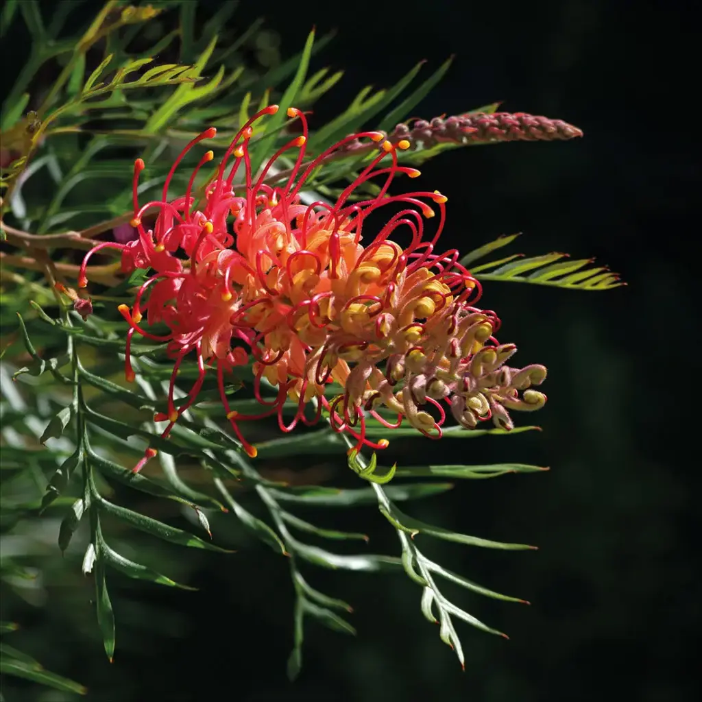 Grevillea