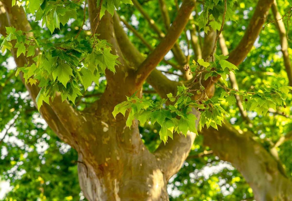 Plane tree