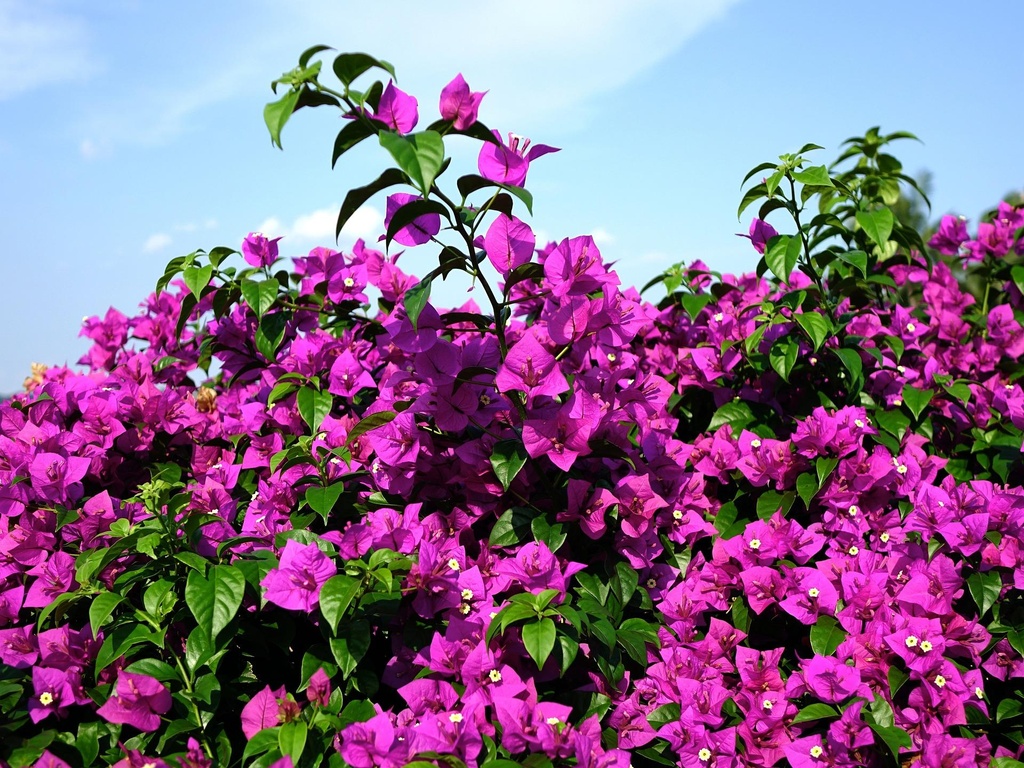 Bougainvillea