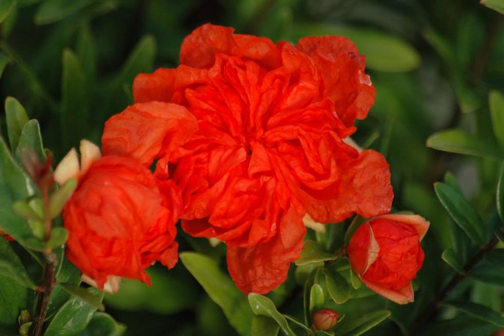 Dwarf pomegranate