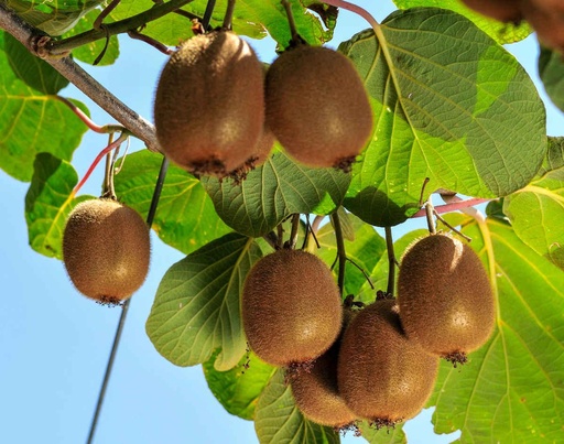 Kiwi tree