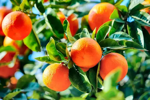 Mandarin tree