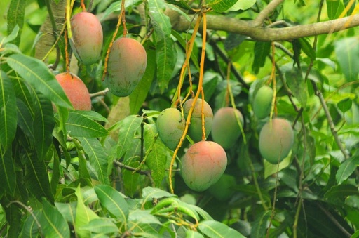 Mango tree