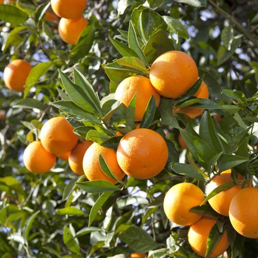 Orange tree