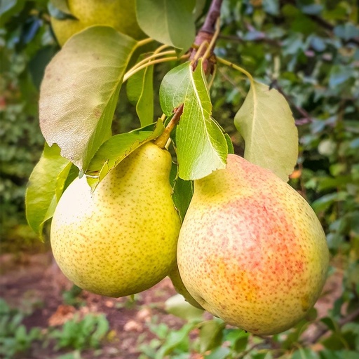 Pear tree