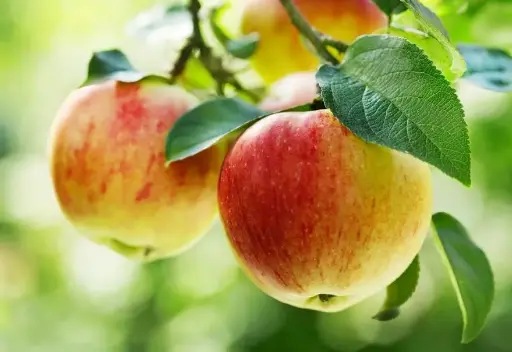 Apple tree