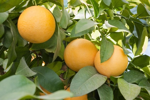 Grapefruit tree