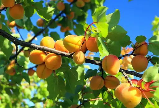 Apricot tree
