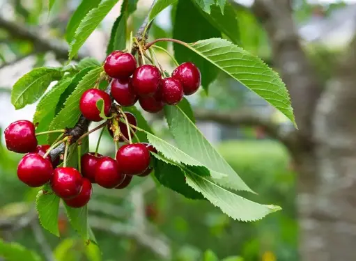 Cherry tree