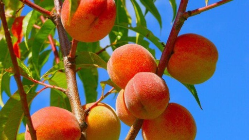 Peach tree