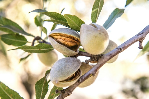 Almond tree