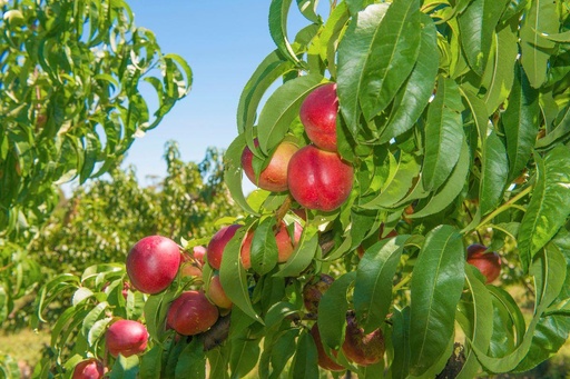 Nectarine tree