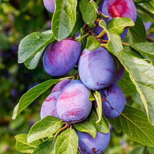 Plum tree