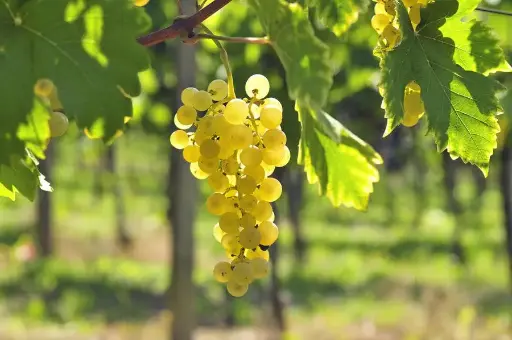 Grape tree