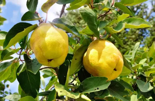 Quince tree