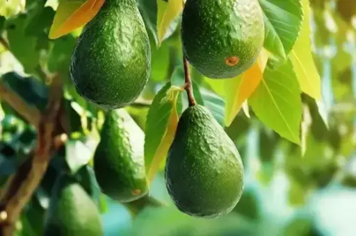 Avocado tree