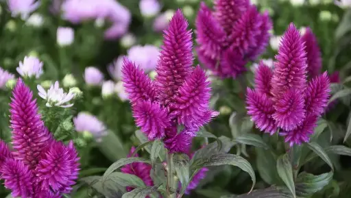 Celosia