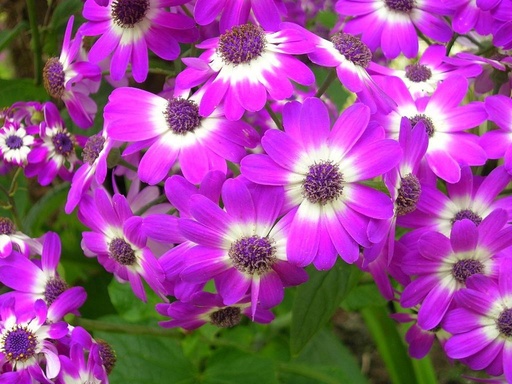 Cineraria