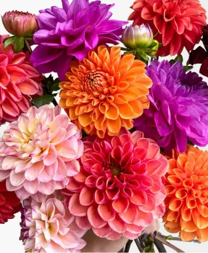 Dahlia