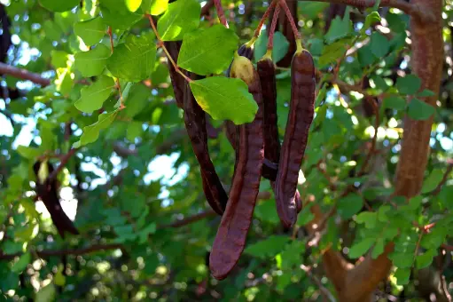 Carob tree