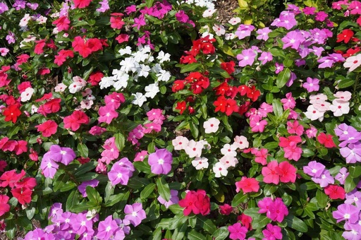 Impatiens