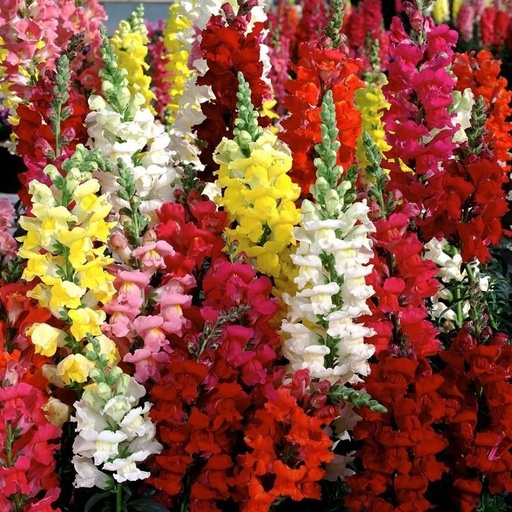 Snapdragon