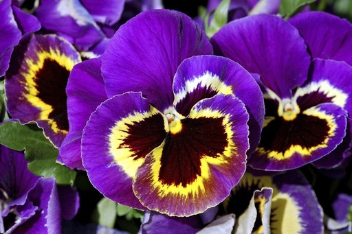 Pansy