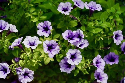 Petunia