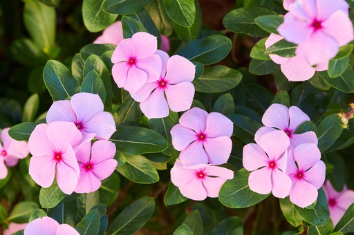 Periwinkle