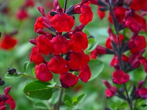 Red Sage