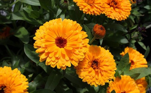 Marigold