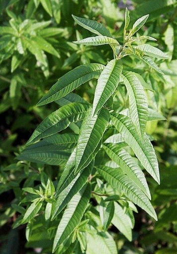 Verbena
