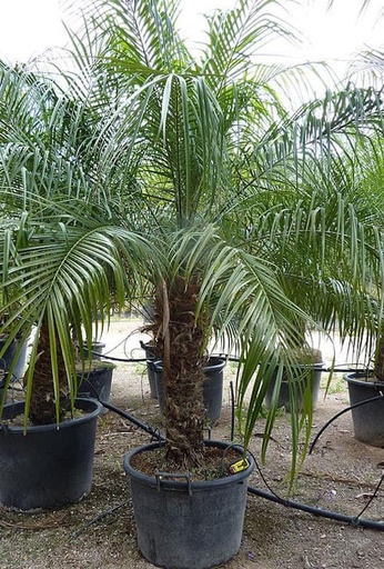 Phoenix roebelenii