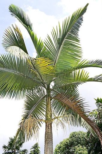 Arconthophoenix
