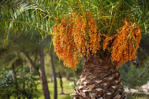 بوتيا