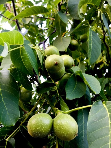 Walnut tree