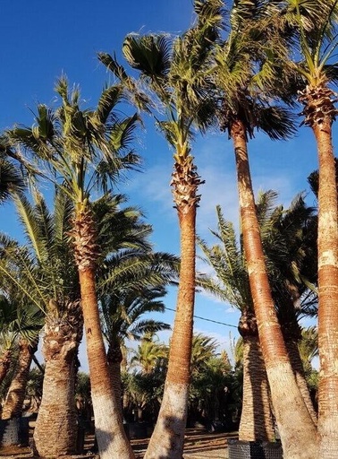 واشنطونيا