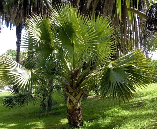Sabal
